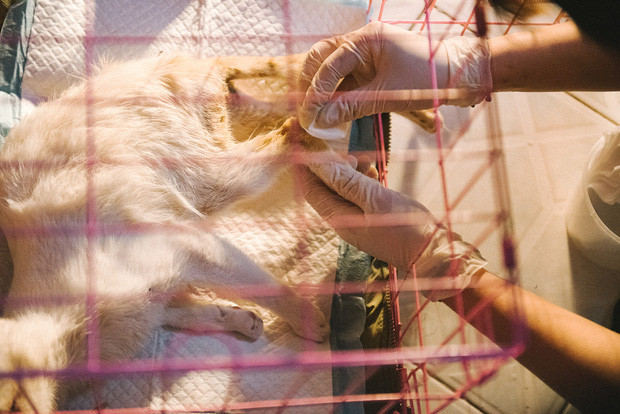  Hành trình một chú chó hoang từng bị bắt, đánh đập đến bến đỗ trong ngôi nhà hạnh phúc cho chó mèo ở Hà Nội - Ảnh 22.