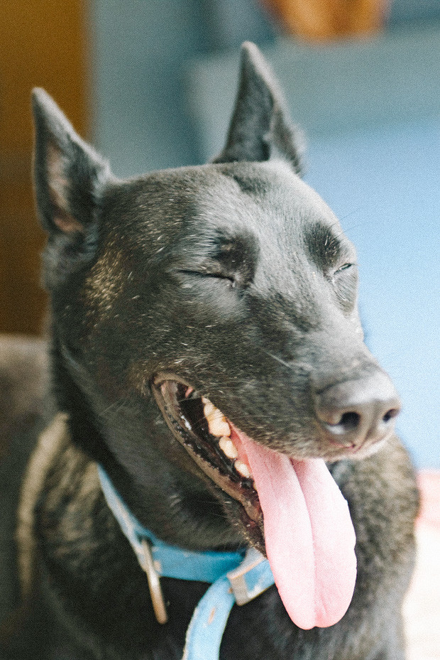  Hành trình một chú chó hoang từng bị bắt, đánh đập đến bến đỗ trong ngôi nhà hạnh phúc cho chó mèo ở Hà Nội - Ảnh 29.