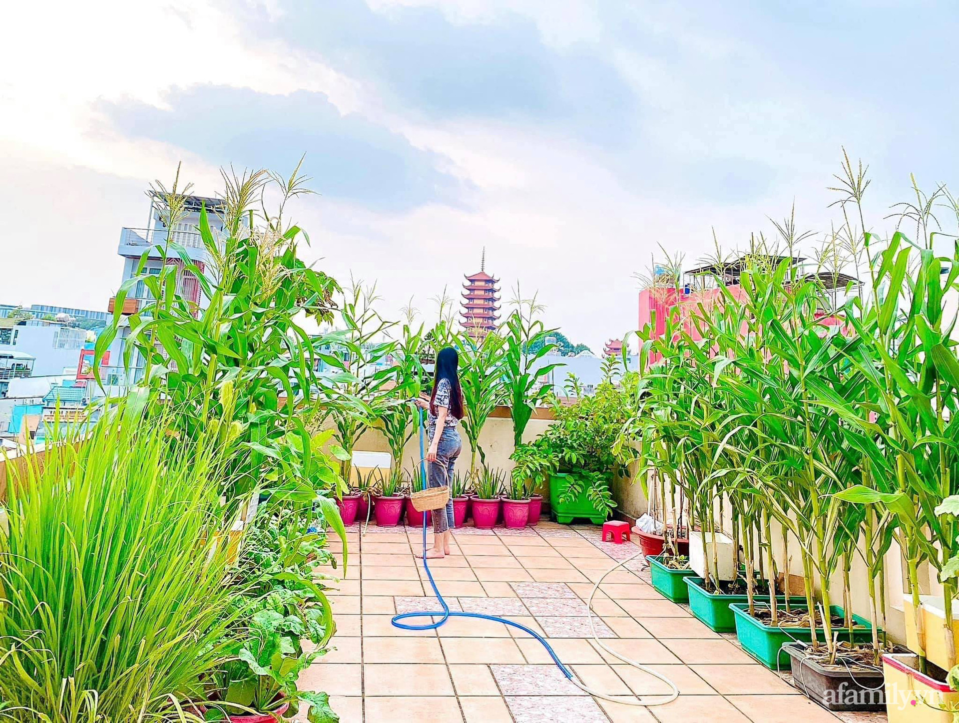 Khu vườn sân thượng Sài Gòn:
Bạn muốn tận hưởng không gian xanh mát giữa lòng thành phố? Khu vườn sân thượng tại Sài Gòn là lựa chọn tuyệt vời cho bạn. Với sự kết hợp giữa màu sắc của cây cối và hoa lá, bạn sẽ có cảm giác như được sống trong một thiên đường xanh mát. Điều này sẽ làm cho bạn cảm thấy thư giãn hơn trong cuộc sống bận rộn của mình.