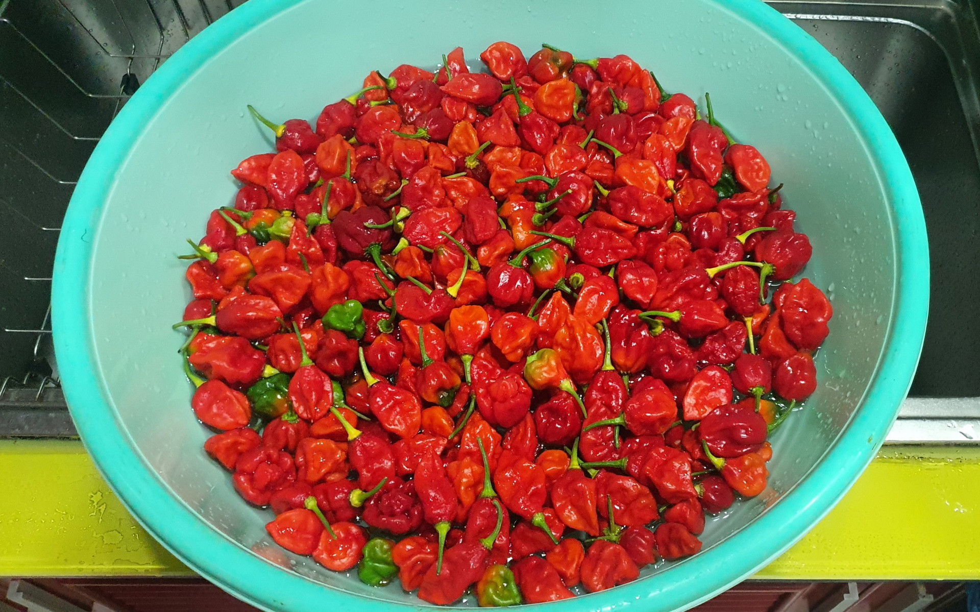 Hướng dẫn viên du lịch làm vườn trồng hàng chục giống ớt độc lạ ở Sài Gòn - 12