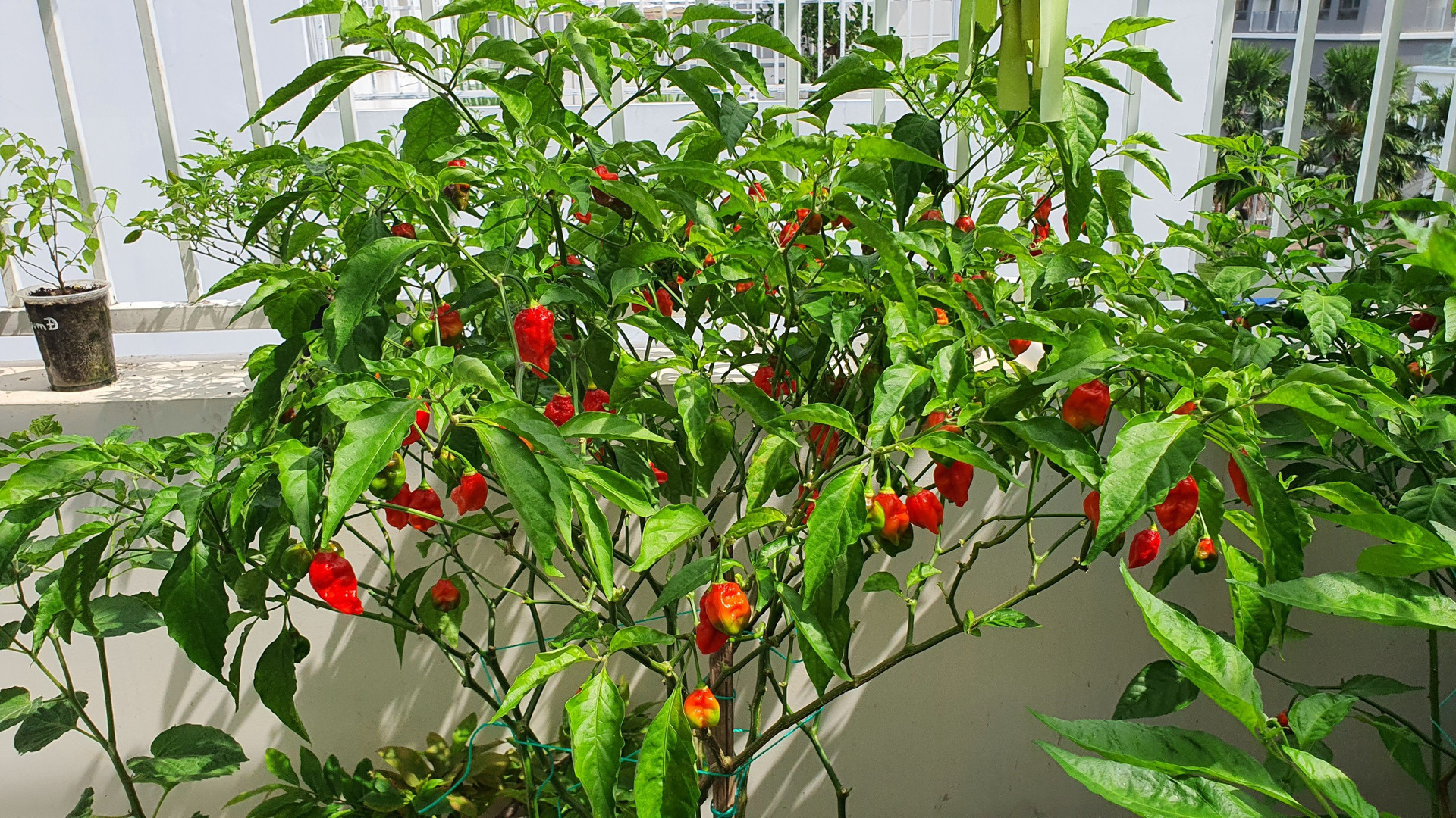 Hướng dẫn viên du lịch làm vườn trồng hàng chục giống ớt độc lạ ở Sài Gòn - 3