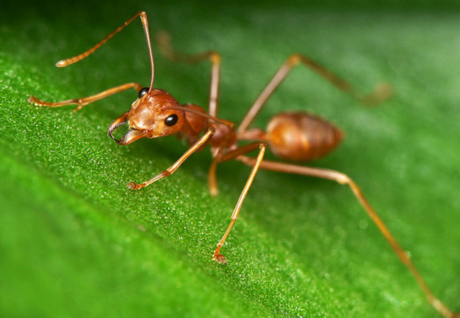 Nhà tuyển dụng hỏi: 1 con kiến có 7 chân, vậy 100 con kiến có tổng mấy chân? Tất cả đều bị loại, chỉ 1 người trúng tuyển nhờ đáp án bất ngờ - Ảnh 2.