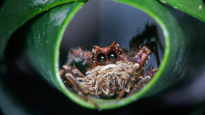 Đây là loài nhện có IQ cao nhất trong tự nhiên, chúng biết đếm, đánh giá đối thủ và săn mồi có chiến thuật - Ảnh 2.