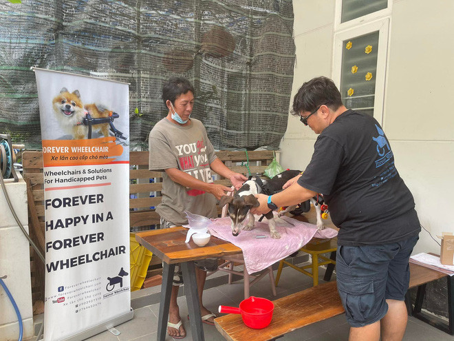  Sài Gòn: Những chú chó mèo khuyết tật hồi sinh bên cặp vợ Việt chồng Tây chuyên sản xuất xe lăn cho thú cưng - Ảnh 8.