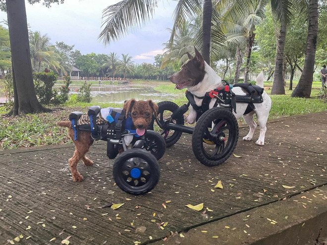  Sài Gòn: Những chú chó mèo khuyết tật hồi sinh bên cặp vợ Việt chồng Tây chuyên sản xuất xe lăn cho thú cưng - Ảnh 9.