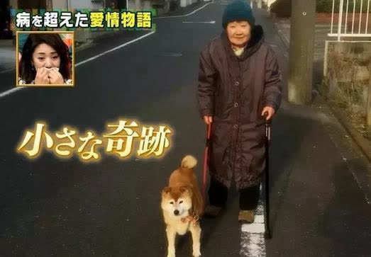 Chó Shiba và chủ mắc bệnh mất trí nhớ gặp lại sau 2 năm: Cái kết làm nhiều người cay mắt - Ảnh 6.