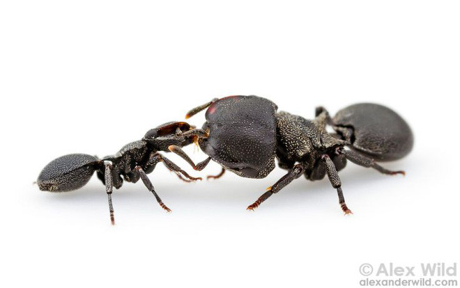 Những con kiến có hai dạ dày, một để ăn một chỉ dùng để hôn - Ảnh 3.