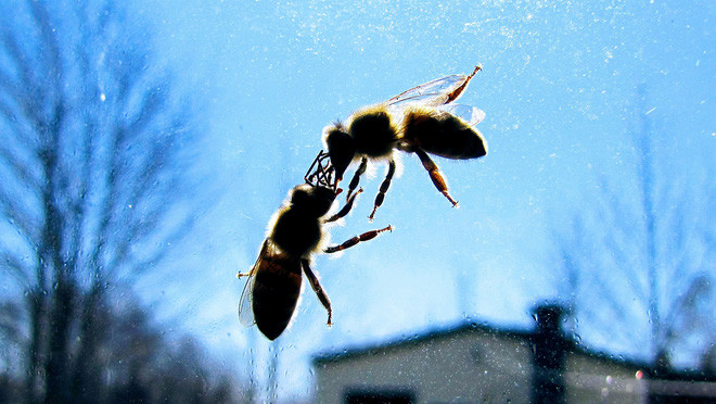 Những con kiến có hai dạ dày, một để ăn một chỉ dùng để hôn - Ảnh 4.