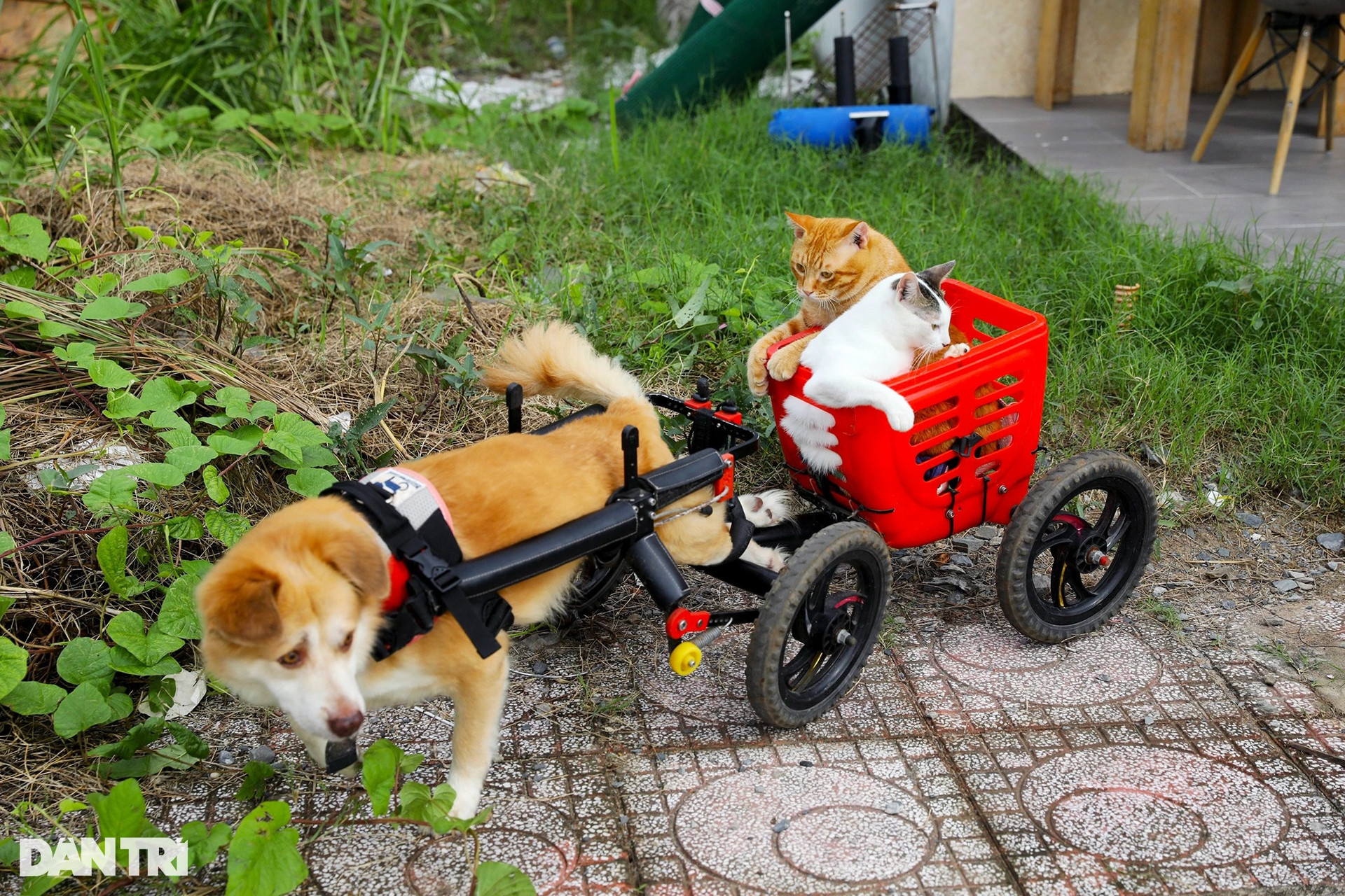 Làm xe lăn cho chó mèo.jpeg