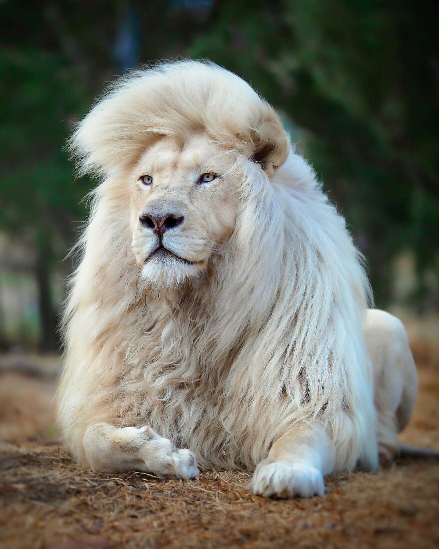 Chùm ảnh về vẻ đẹp tinh khiết và đầy mạnh mẽ của sư tử trắng - 2