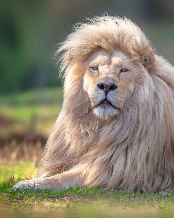 Chùm ảnh về vẻ đẹp tinh khiết và đầy mạnh mẽ của sư tử trắng - 6