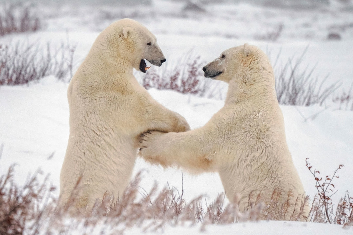 Hai chú gấu Bắc Cực chơi đùa bên ngoài thị trấn Churchill