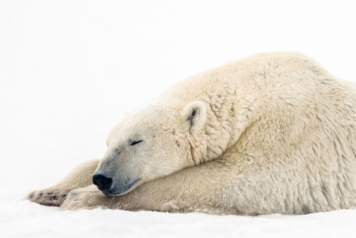 Một chú gấu Bắc Cực nằm nghỉ ngơi ở khu vực bên ngoài Churchill.