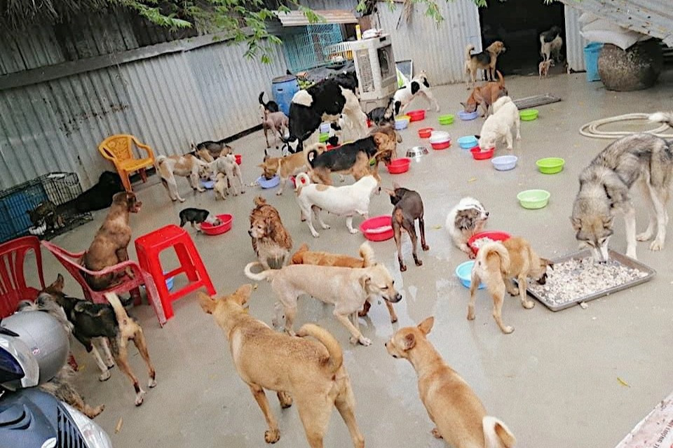 Nữ tài xế gàn mượn nợ khắp nơi để cưu mang 150 chú chó, mèo - 2