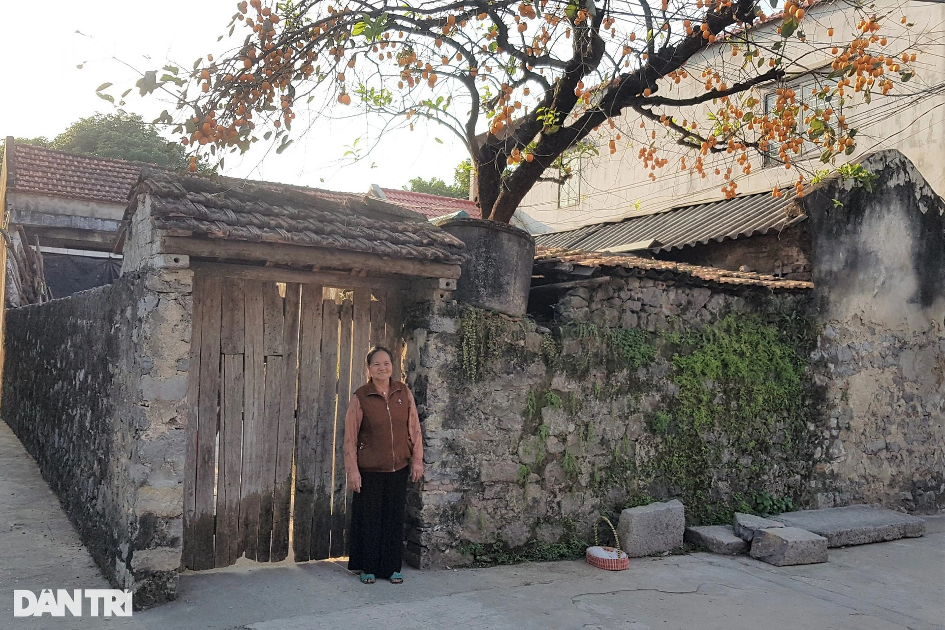 Tiết lộ bất ngờ về cây hồng trăm tuổi gây sốt mạng ở Ninh Bình - 1