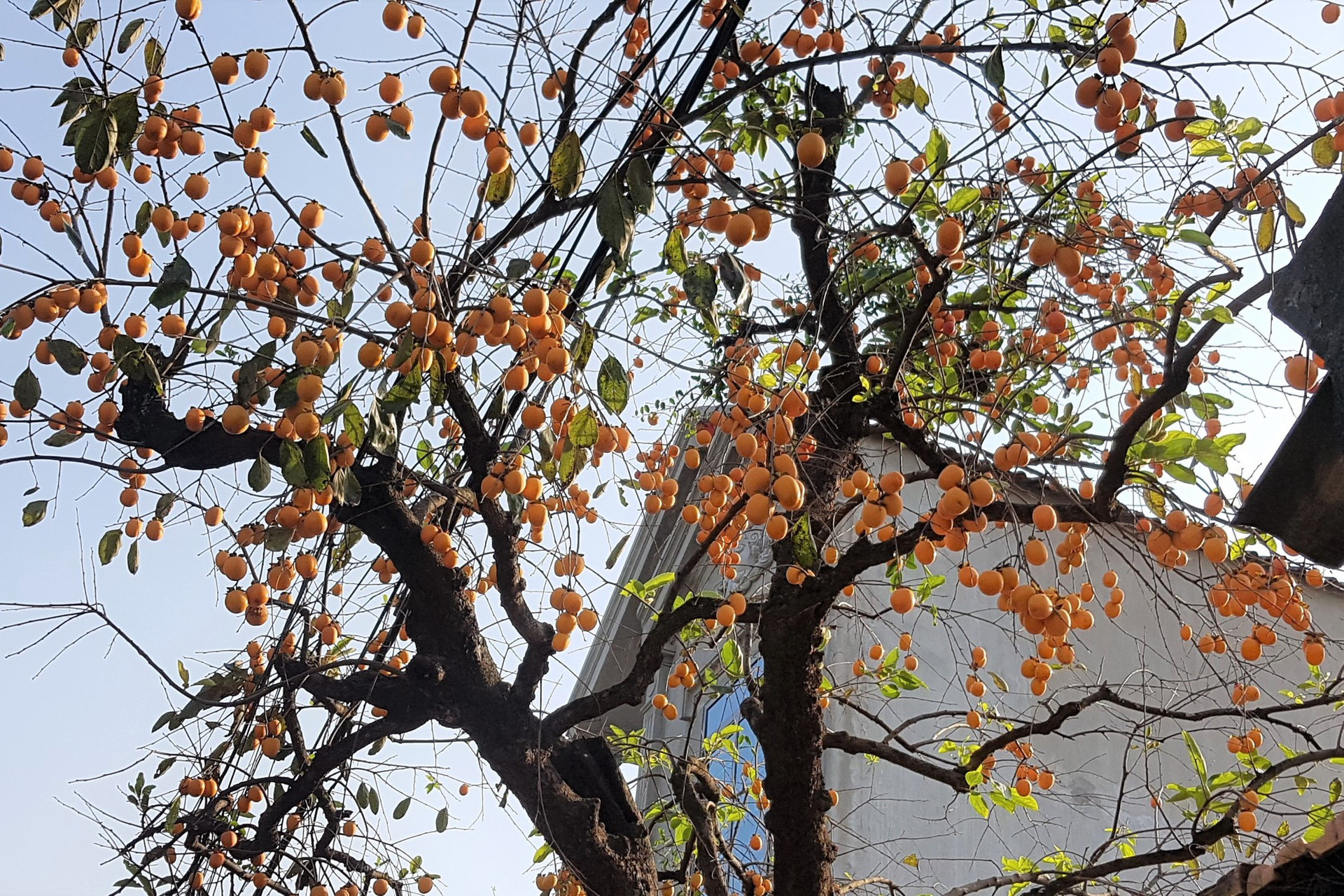 Tiết lộ bất ngờ về cây hồng trăm tuổi gây sốt mạng ở Ninh Bình - 9