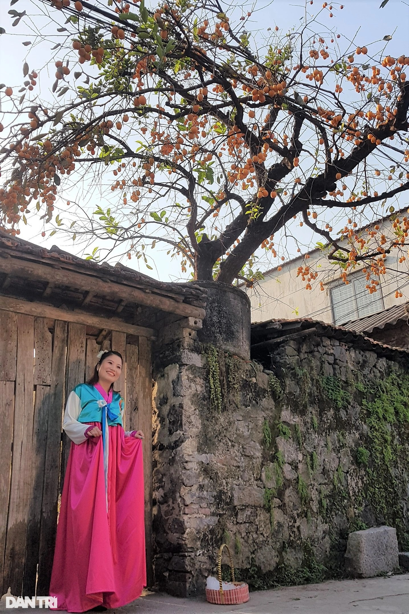 Tiết lộ bất ngờ về cây hồng trăm tuổi gây sốt mạng ở Ninh Bình - 6