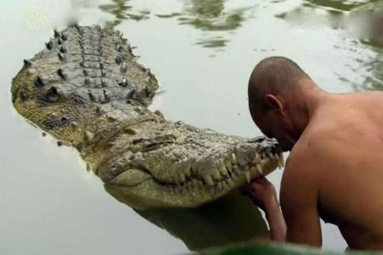 Cá sấu ăn chay chưa từng tấn công người, sống trong đền hơn 70 năm - 1