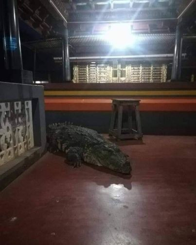 Cá sấu ăn chay chưa từng tấn công người, sống trong đền hơn 70 năm - 2
