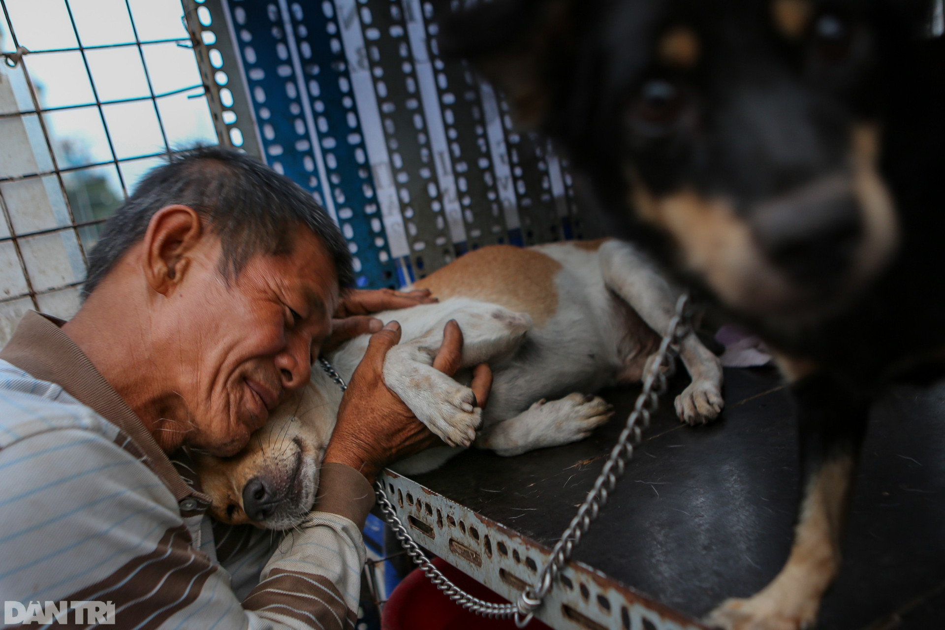 Người đàn ông vô gia cư chăm sóc bầy chó hơn 20 con ở TPHCM - 2