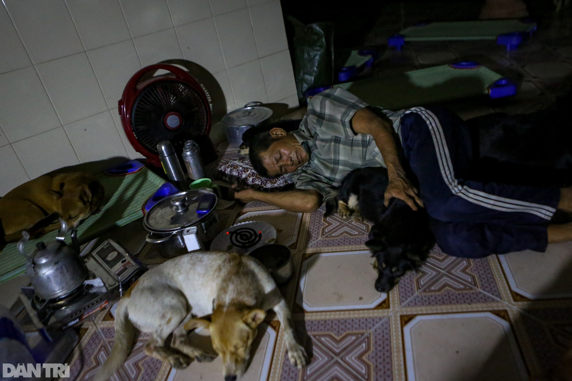 Người đàn ông vô gia cư chăm sóc bầy chó hơn 20 con ở TPHCM - 16