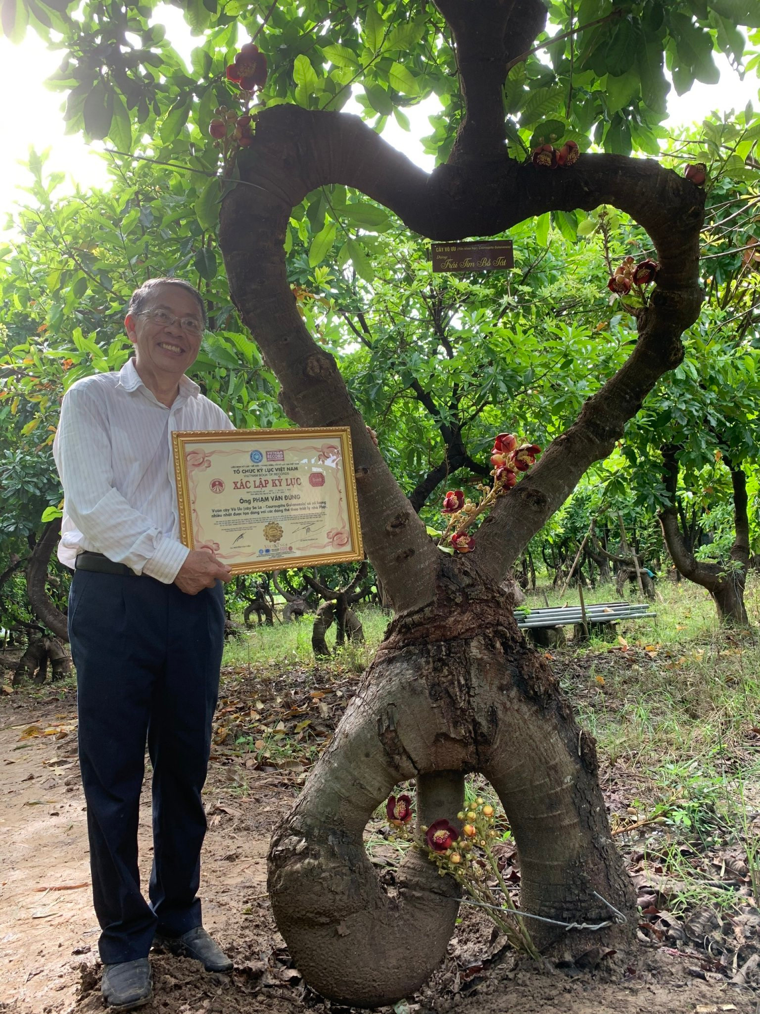 500 cây vô ưu lạ mắt trong vườn cõi Phật đoạt kỷ lục Guinness Việt Nam - 9