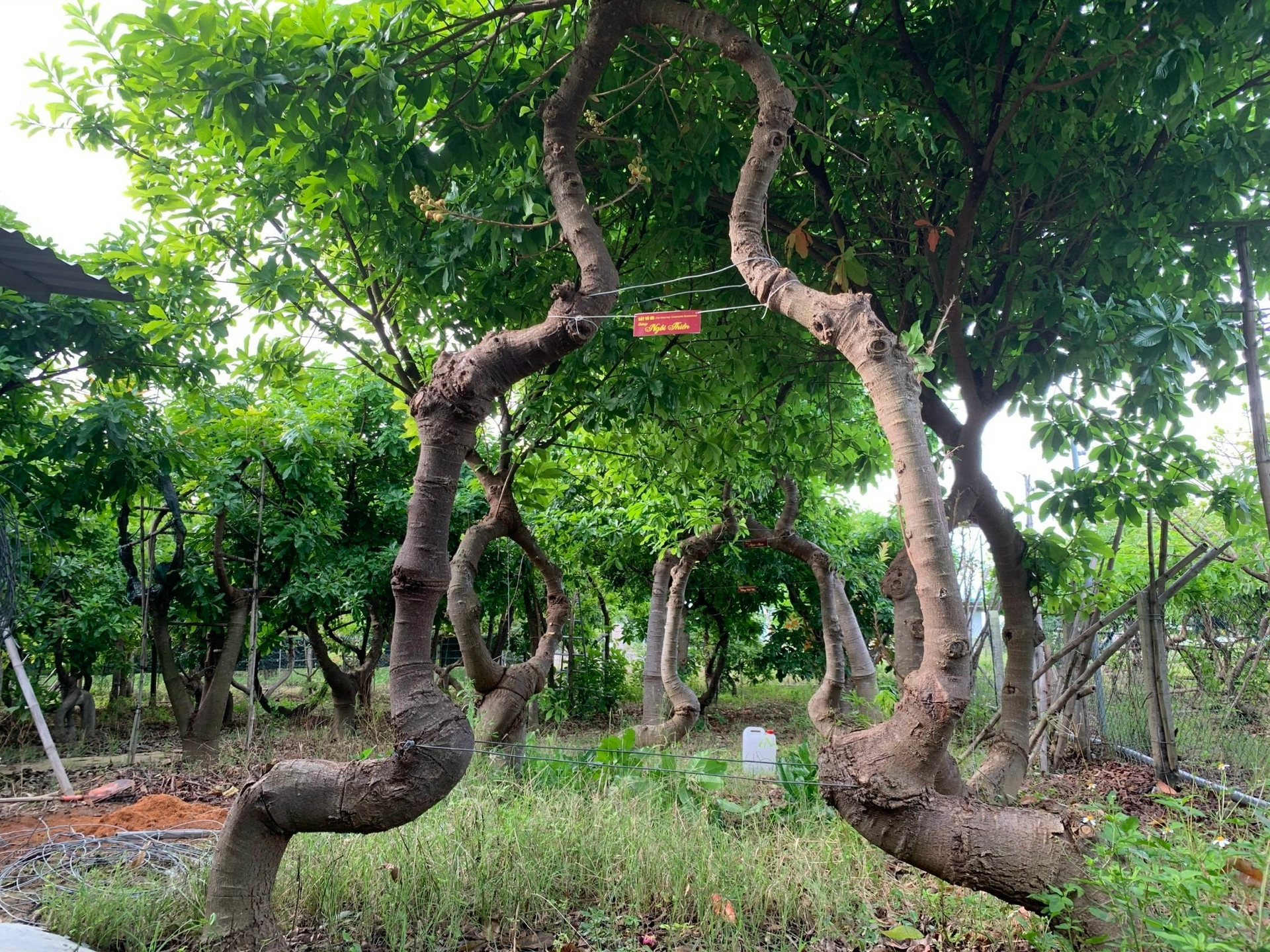 500 cây vô ưu lạ mắt trong vườn cõi Phật đoạt kỷ lục Guinness Việt Nam - 4