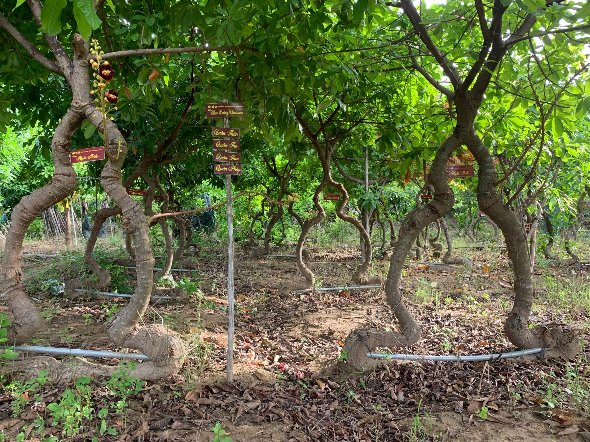 500 cây vô ưu lạ mắt trong vườn cõi Phật đoạt kỷ lục Guinness Việt Nam - 6