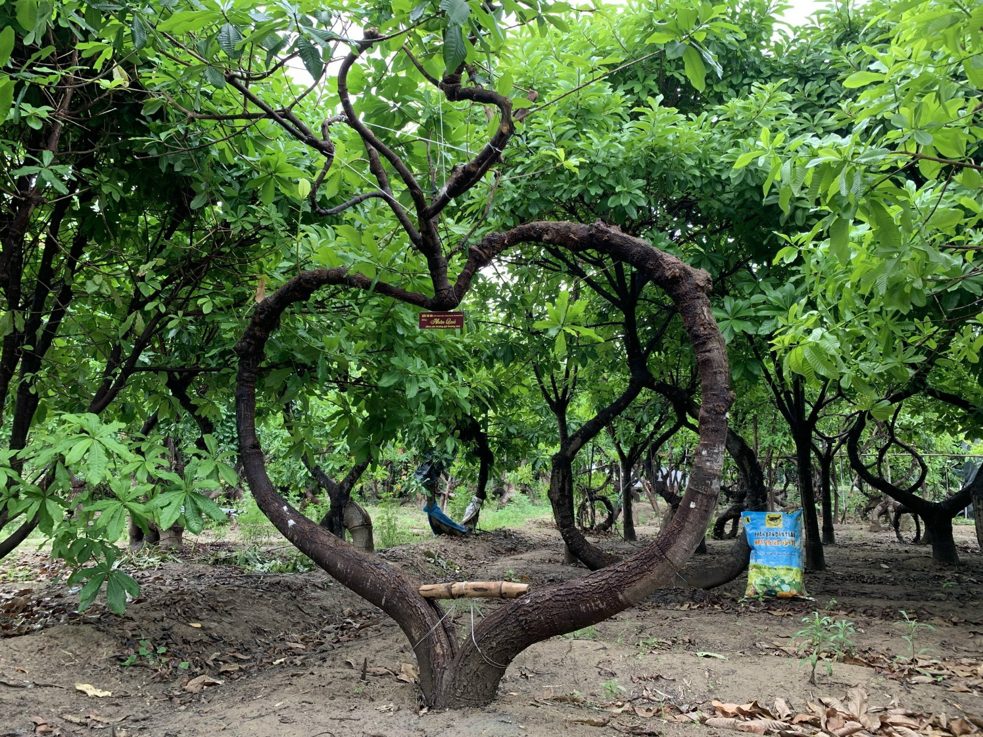 500 cây vô ưu lạ mắt trong vườn cõi Phật đoạt kỷ lục Guinness Việt Nam - 1