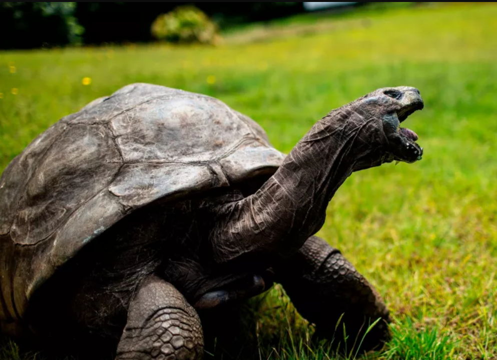 Kỳ lạ cụ rùa 190 tuổi vẫn ham muốn như tuổi đôi mươi - 1