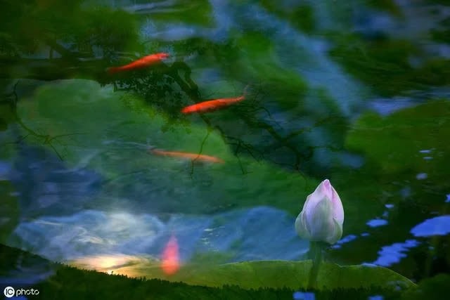  Cổ nhân nói Nước trong quá thì không cá, vế sau mới thực sự cốt yếu nhưng ít người biết - Ảnh 1.
