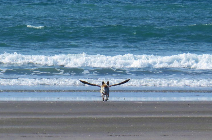 Bằng cách nào mà chú chó này lại sở hữu đôi cánh?