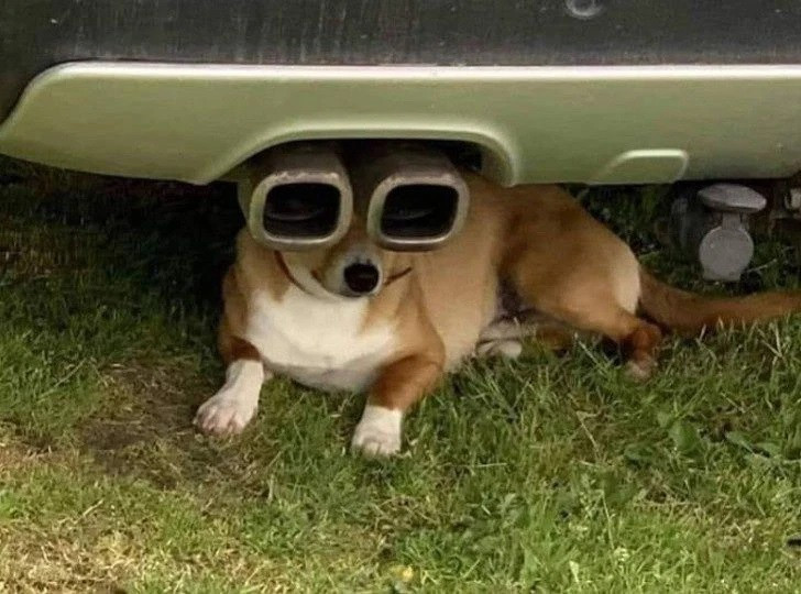 Khi mùa hè sắp đến, chú chó này đã tậu sẵn cho mình một chiếc kính mát thời trang.
