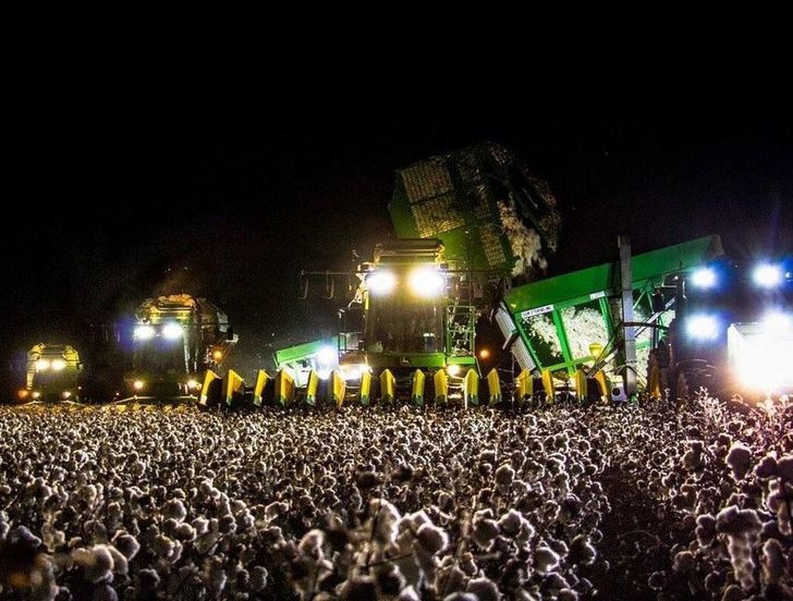Phải chăng đây là đám đông cuồng nhiệt tại một buổi biểu diễn nhạc hội? Không, đây chỉ là một chiếc máy gặt đang làm việc trên cánh đồng bông.