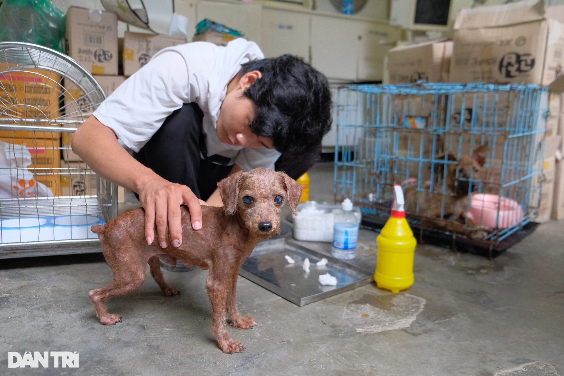 Biệt đội cứu hộ chó mèo đặc biệt ở Hà Nội - 12