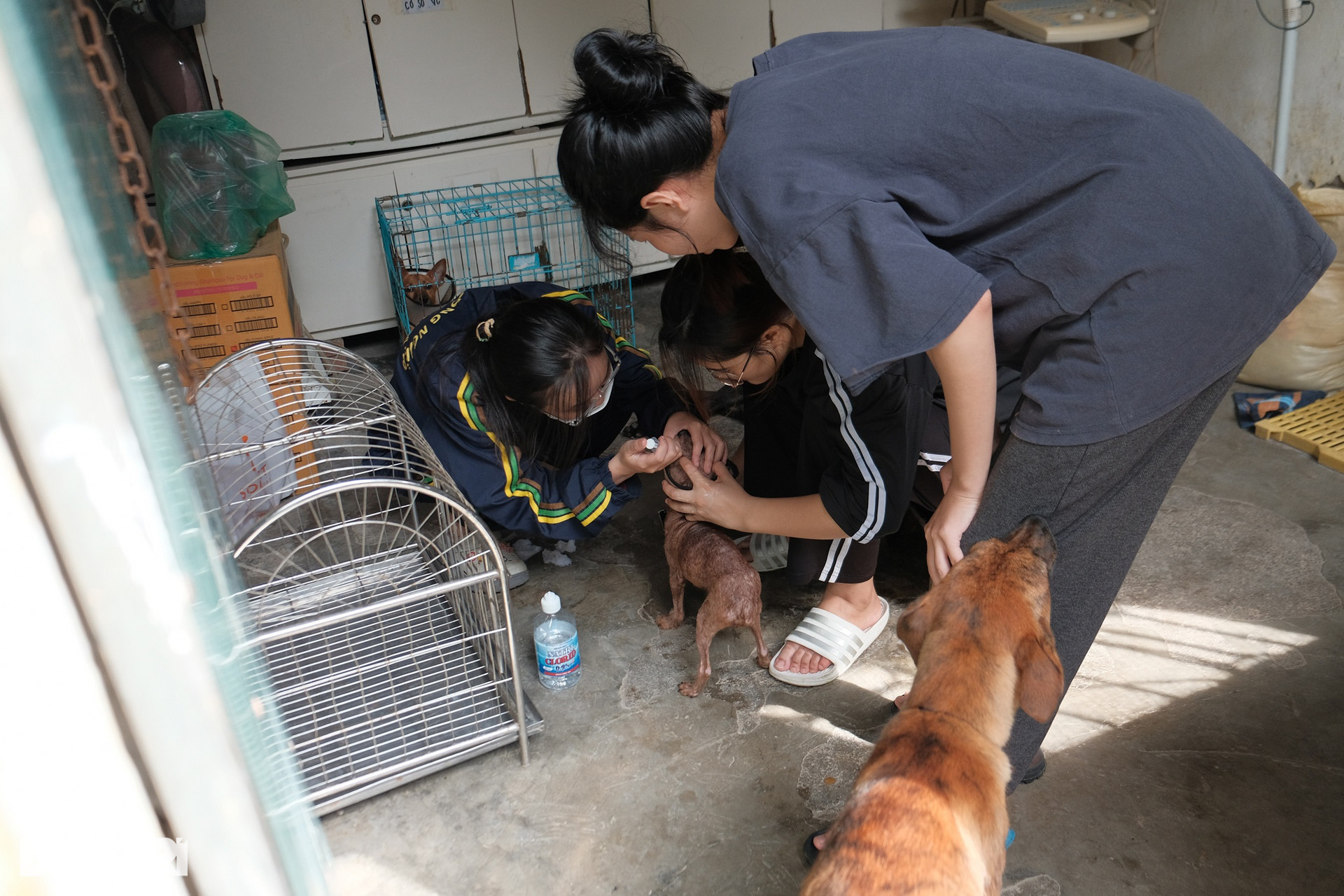 Biệt đội cứu hộ chó mèo đặc biệt ở Hà Nội - 8