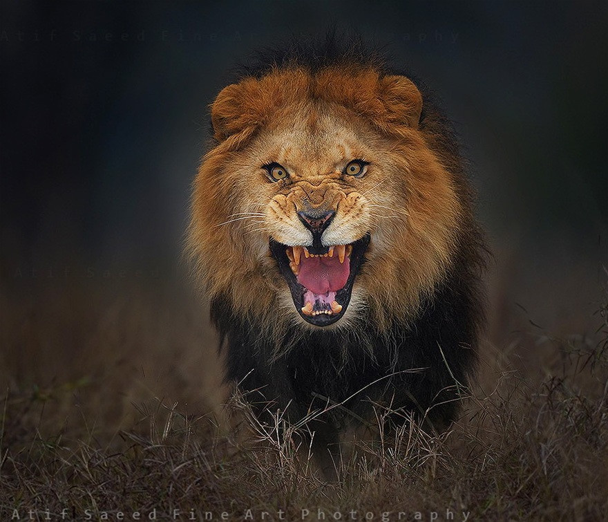 Bức ảnh sư tử đực nhe nanh và sự thật kinh hoàng phía sau - 1