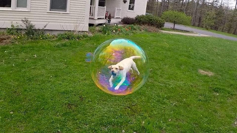 Chú chó đáng thương bị mắc kẹt trong bong bóng khổng lồ.