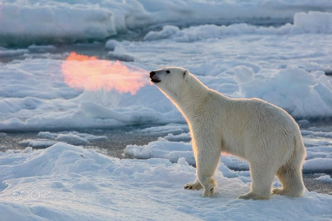 Hình ảnh gấu Bắc Cực phun ra lửa đã gây ra nhiều tranh cãi trong cộng đồng mạng (Ảnh: Twitter).