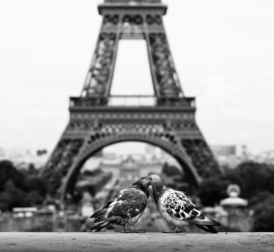 Cặp đôi chim câu đang âu yếm tại Paris, nơi được mệnh danh là 