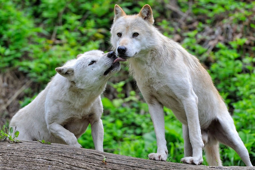 Loài sói lạnh lùng nhưng cũng cần tình yêu.