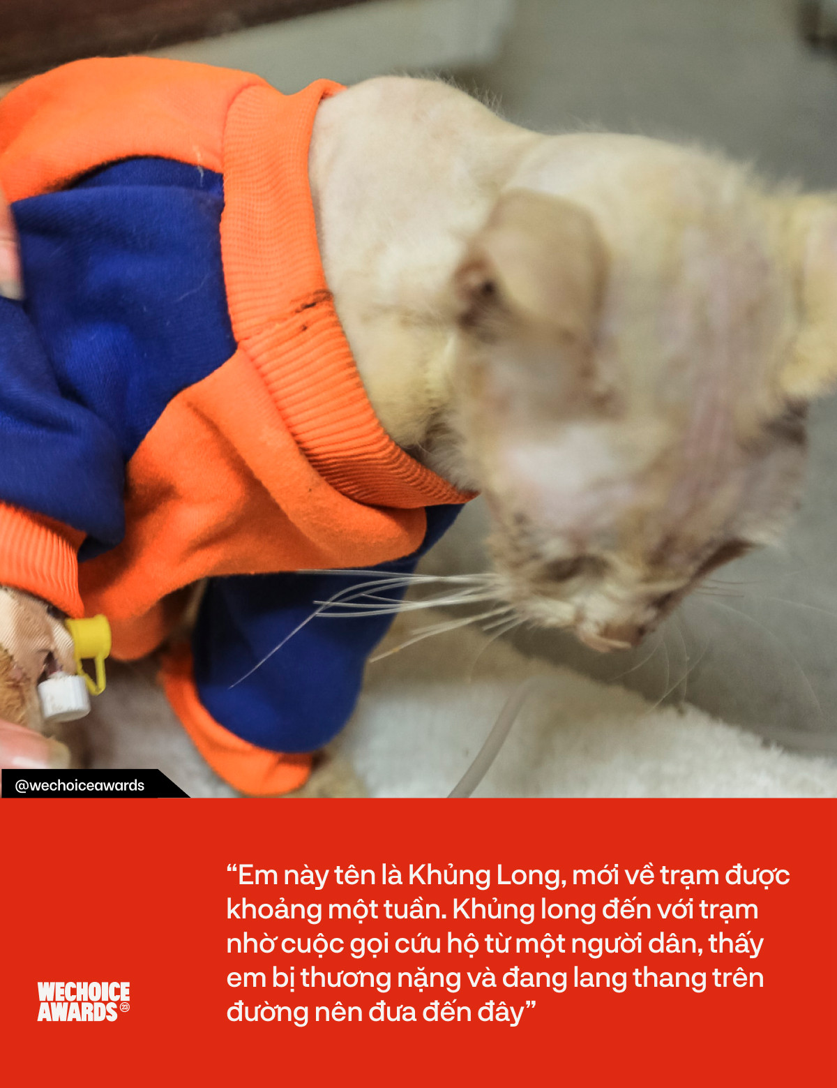 Trạm cứu hộ chó, mèo của các bạn sinh viên ở Hà Nội: “Chúng mình không muốn nhận được cuộc điện thoại nói rằng tại đây đang có động vật bị bỏ rơi” - Ảnh 3.
