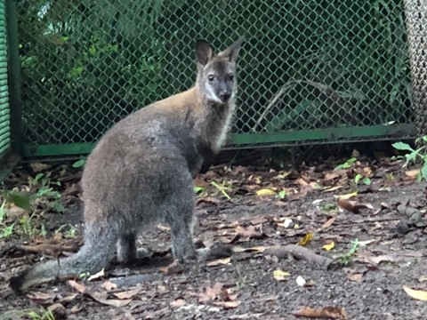 Thảo cầm viên đón chuột túi Wallaby và sếu Nhật Bản