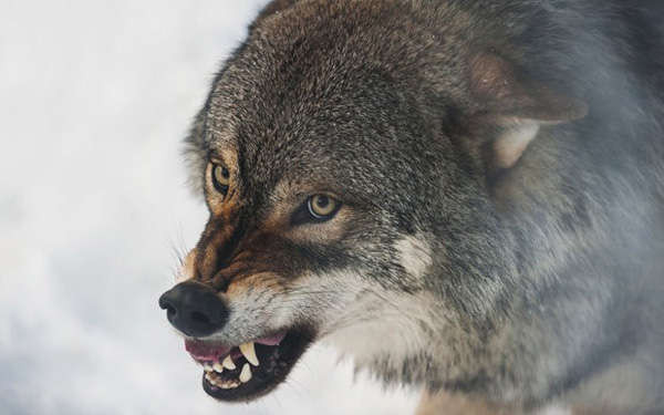Đàn ông như sói đầu đàn: Mạnh mẽ, quyết liệt khi đối đầu nhưng rộng lượng, ấm áp với gia đình