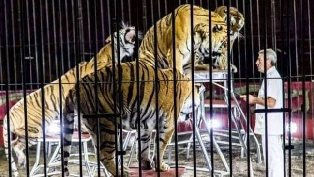 Nghệ sĩ xiếc thú bị 4 con hổ vồ chết trước giờ biểu diễn