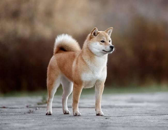 Nhà sản xuất phim 'Cậu Vàng' phản hồi tin đồn chó thuần Việt đóng thế cho chó Nhật