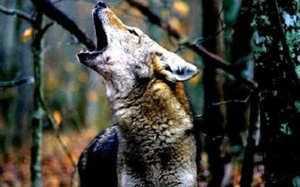 Dính bẫy của thợ săn, khác với con công, con sói thoát ra theo cách không ai ngờ
