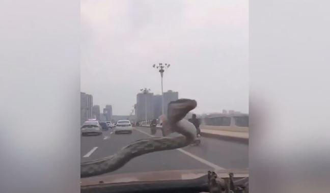 Video - Rùng mình cảnh rắn bò lổm ngổm trước kính chắn gió ô tô