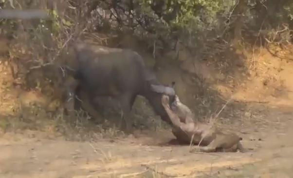 Video clip - Liều lĩnh xông vào lãnh địa trâu rừng, sư tử đực bị đánh bầm dập