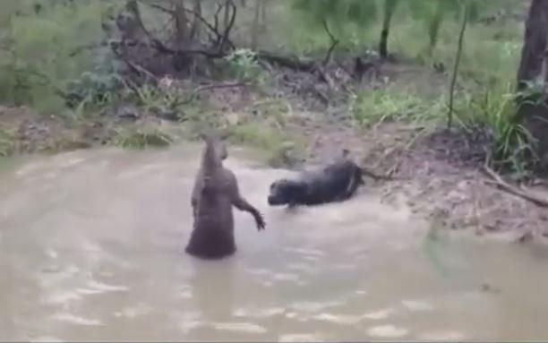 Video - Hùng hổ truy đuổi kangaroo, chó săn nhận cái kết đắng